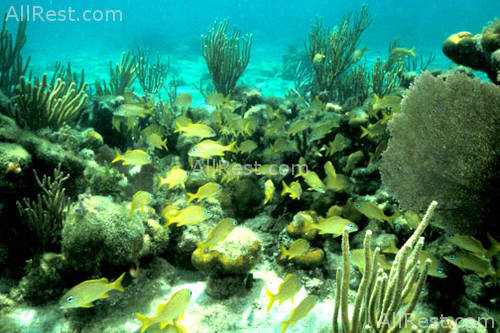 Guana Island Resort 20